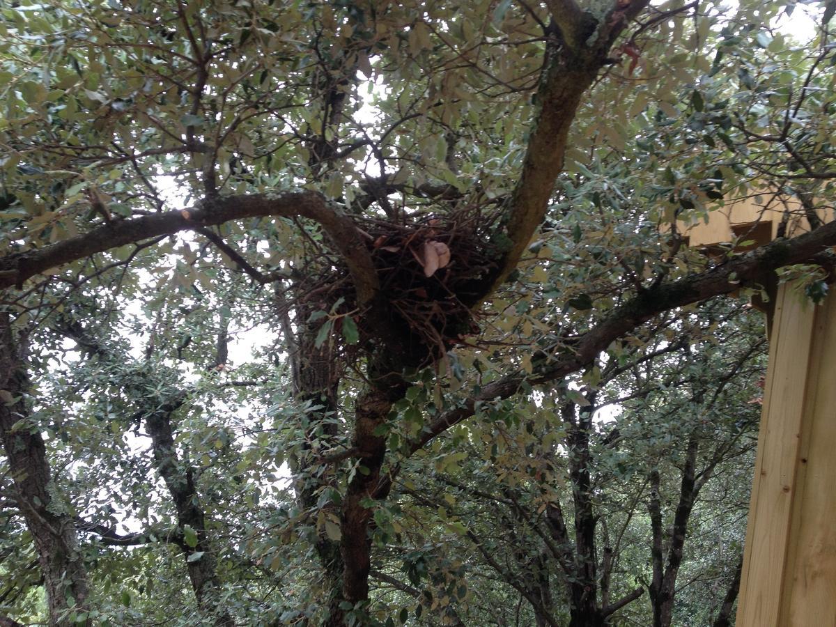 Les Cabanes Dans Les Bois Logis Hotel Villedubert Εξωτερικό φωτογραφία